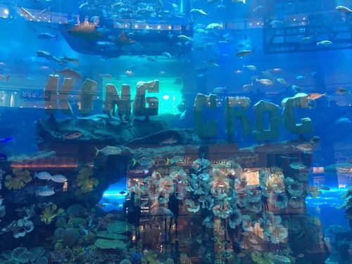 迪拜水族馆和水下动物园_迪拜水族馆和水下动物园哪个好玩